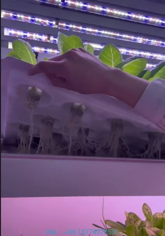 Farming Agriculture Equipment - f Greenhouse Agricultural Equipment Grow Mushroom
