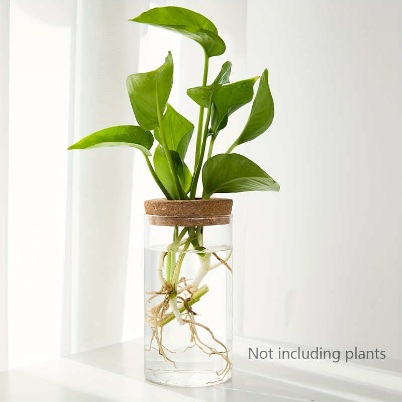1pc, Hydroponics Plants Deskto - Plant Growth Regulator recension och pris