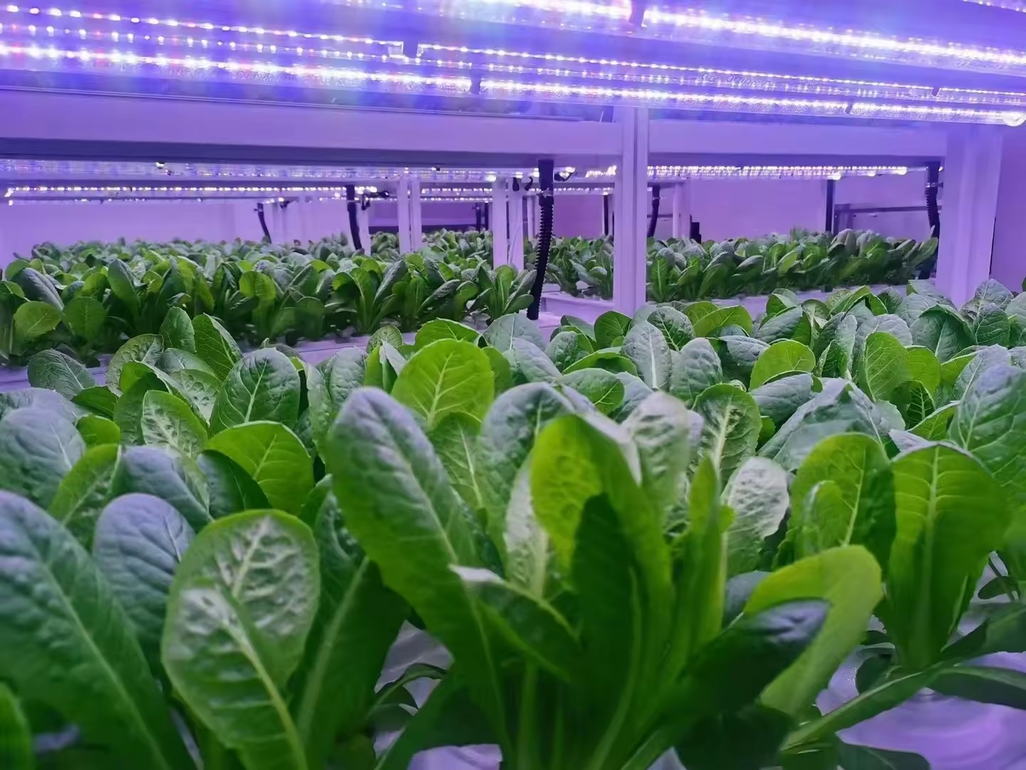 f Greenhouse Agricultural Equi - Farming Agriculture Equipment recension och pris