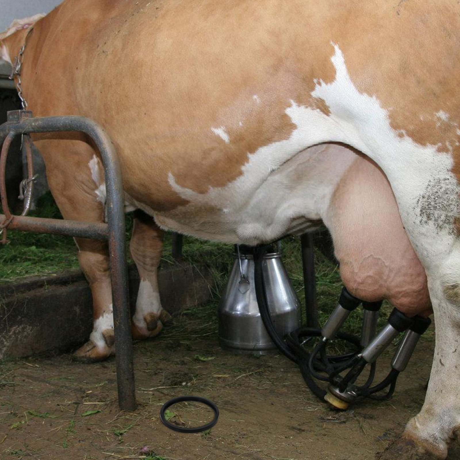 Milking Machine Accessory Repl - Milking Machine recension och pris